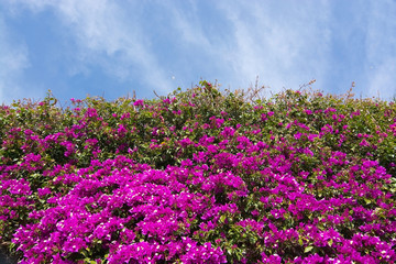 Pink bougainvillea flowers and sky