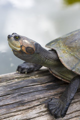 Fototapeta na wymiar Closeup of river turtle in the Bolivian jungle (Rurrenabaque region). Bolivia