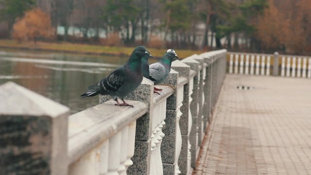 Doves and pigeons standing on a railing, at a natural park,  
