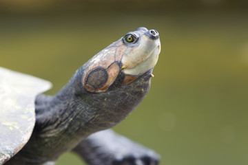 Closeup of river turtle in the Bolivian jungle (Rurrenabaque region). Bolivia