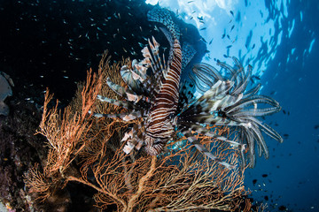 Beautiful Lionfish Hovering Around Coral Reef