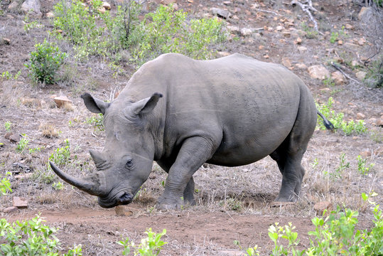 Rhino, Hluhluwe, South Africa