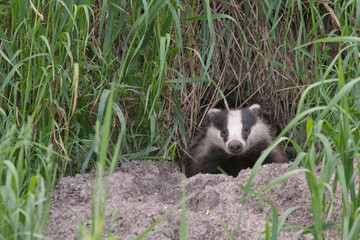 Badger comes out of the hole. European badger (Meles meles).