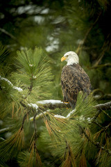 Profile view of bald eagle. © Gregory Johnston