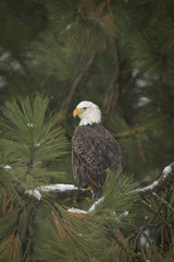 Perched bald eagle.