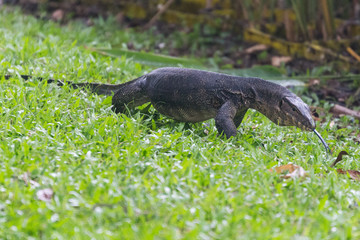 Monitor lizard (Varanus salvator) in park in  Singapore