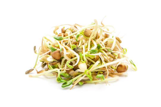 Frische Sprossen