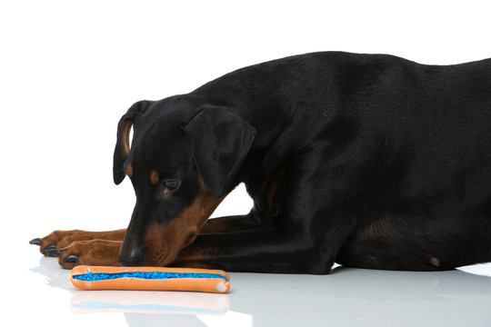 Hund riecht an vergifteter Wurst