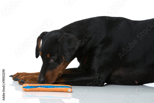 "Hund riecht an vergifteter Wurst" Stockfotos und lizenzfreie Bilder