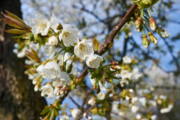Branches of a blooming tree against the sky .