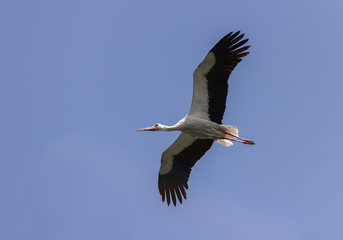 Obraz premium Flying white stork