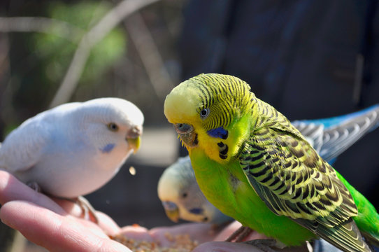 Yellow and green budgie sitting on a hand