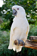 Big white parrot Cockatoo (lat. Cacatuidae) closeup  in a Bird Park, Germany