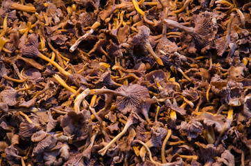 Funnel Chantarelles all over