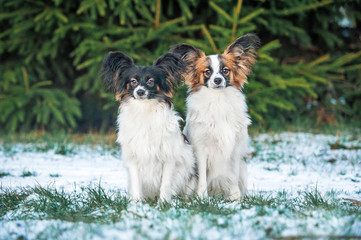 Two papillon dogs in winter