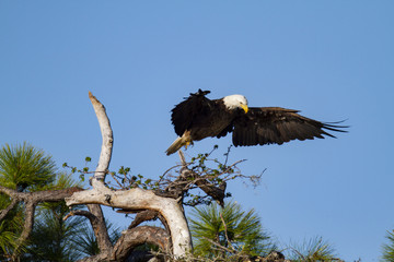Bald Eagle rearranging its position