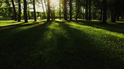 Aerial drone gliding shot of a sunny forest park.