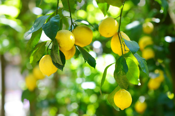 Bunch of fresh ripe lemons on a lemon tree branch - obrazy, fototapety, plakaty