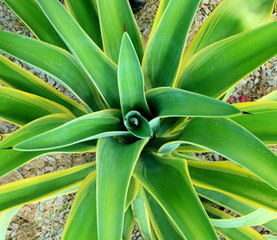 Obraz premium Yucca plant