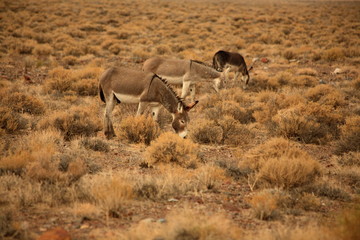 Herd of wild burros grazing in the nevada desert