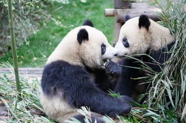 Fototapeta na wymiar Two giant pandas