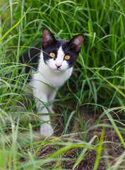 Black and white cat in the grass.