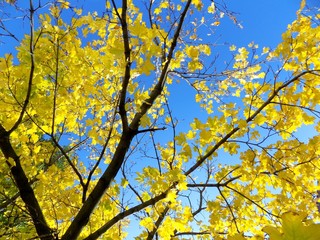 Yellow leaves on tree in autumn