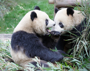 Two giant pandas