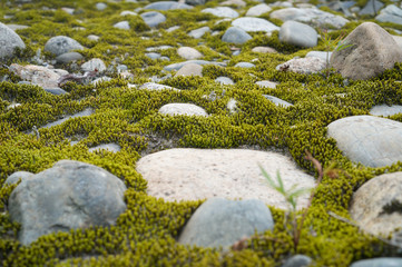 The moss on the rocks