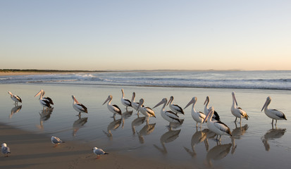 pelicans flock on Tuncurry beach, NSW,Australia at dawn.