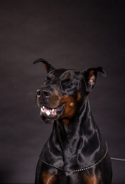 Doberman Pincher On Black Background.