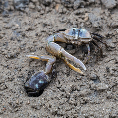 Crabs fighting during low tide at Railay Beach in  Thailand
