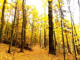 Deciduous forest in fall