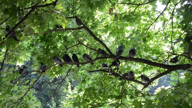 Pigeons on a branch