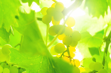 White grape on the vine, back lit.