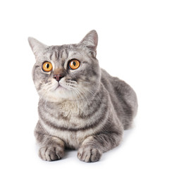 Obraz premium Grey cat isolated on white background
