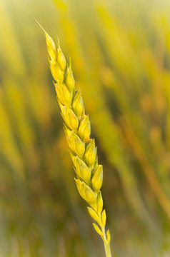 Wheat stem with blurry background