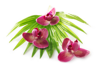 Orchid flowers and palm leaves, isolated on white