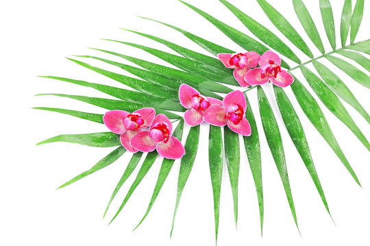 Orchid flowers and palm leaves, isolated on white