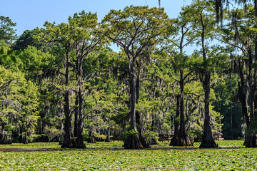 Obraz premium Cypress trees and Lily flowers at Caddo Lake, Texas