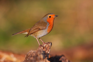 Fototapeta premium Robin bird on branch