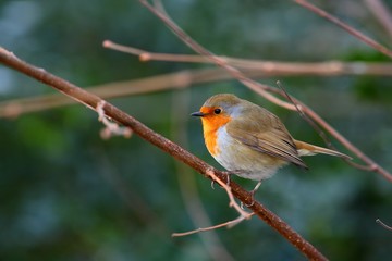 Robin bird on a branch