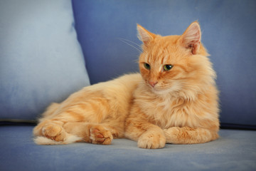 Fototapeta na wymiar Fluffy red cat laying on grey sofa