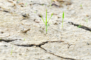 small plant survive on a drought land -  survival concept