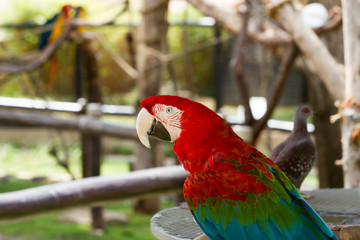 Macaw