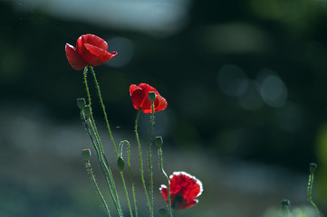 Obraz premium Oriental poppy