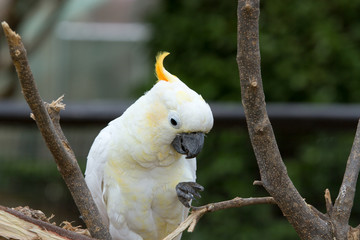 Sulphur-crested cockatoo (Cacatua galerita). Large white cockatoo native to 