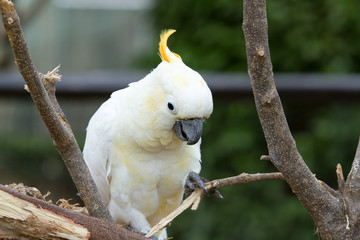 Sulphur-crested cockatoo (Cacatua galerita). Large white cockatoo native to 