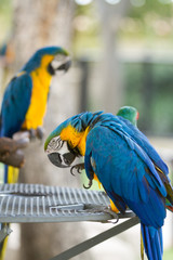 Macaw