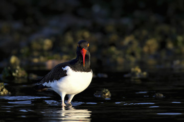 American Oystercatcher in shallows